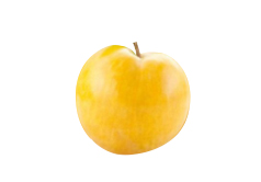 Songold